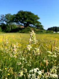 Flowering plant on field against sky