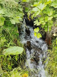 Stream flowing through a forest