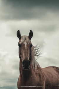 Portrait of horse