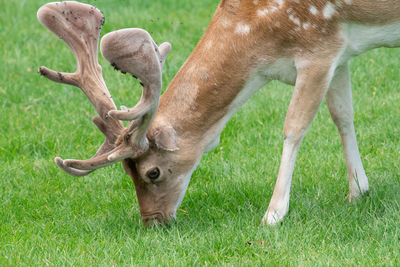 Head shot of a male fallow deer  grazing