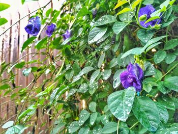 Close-up of purple flowers blooming outdoors