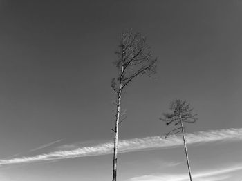 Low angle view of silhouette tree against sky