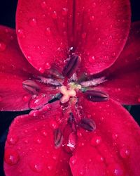 Close-up of wet red flower blooming outdoors