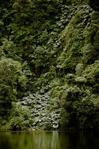 Scenic view of lake amidst trees in forest