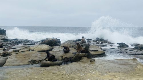 Waves splashing on rocks at shore against sky