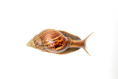 Close-up of snail against white background