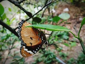 Close-up of butterfly on leaf