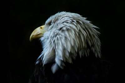 Close-up of a bird