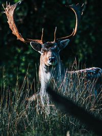 Close-up of deer