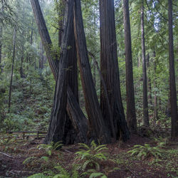 Trees in forest