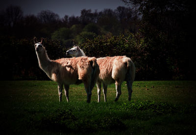 Horses standing on field against trees