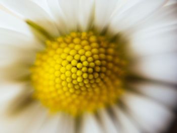 Close-up of fresh sunflower blooming outdoors