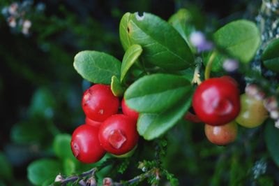 Close-up of red berries growing on tree