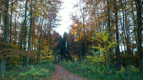Footpath passing through forest