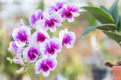 Close-up of pink flowering plant