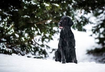 Black dog on snow field