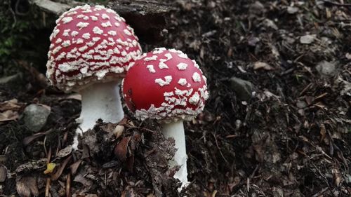 Close-up of fly agaric mushroom