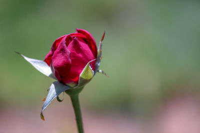 Blossoming rose bud 