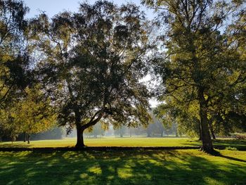 Trees in park