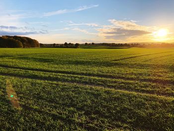 Scenic view of agricultural field against sky during sunset