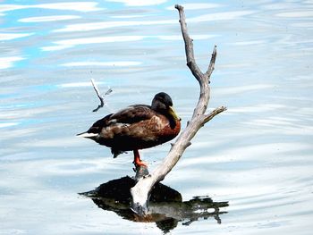 Duck swimming on lake