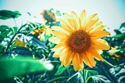 Close-up of yellow flower