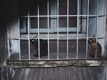 Close-up of cat in cage