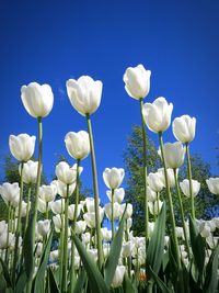 Close-up of white flowers blooming in field