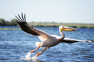 Close-up of pelican flying over lake