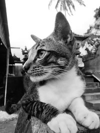 Close-up of a cat looking away