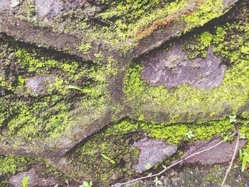 Close-up of ivy growing on tree trunk