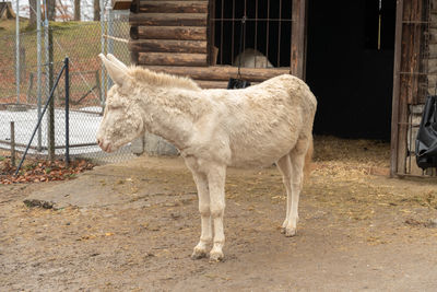 Feldkirch, austria, february 17, 2024 rare white austrian-hungarian baroque donkey in a park