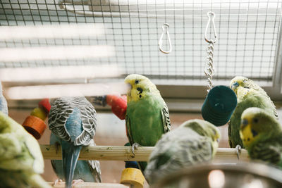 View of parrot in cage