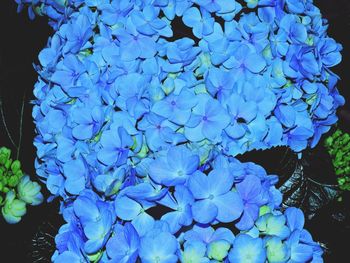 Close-up of blue hydrangea flowers