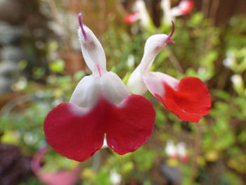 Close-up of pink flower growing in park