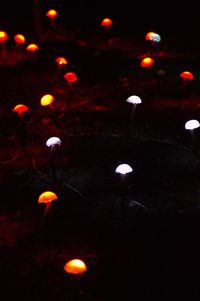 Close-up of illuminated jellyfish in water