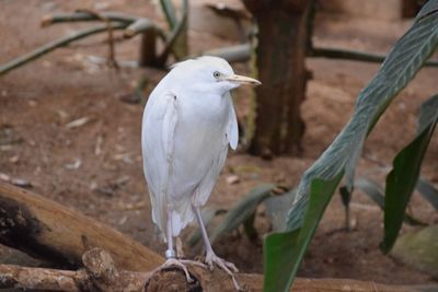 Close-up of bird perching on branch