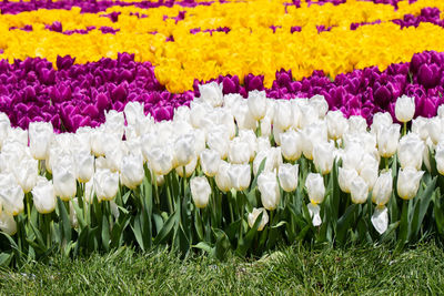 Close-up of multi colored tulips in field