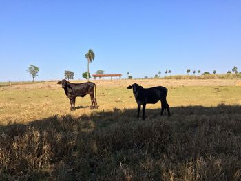 Cows standing on grassy field 