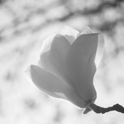 Close-up of flowers blooming outdoors