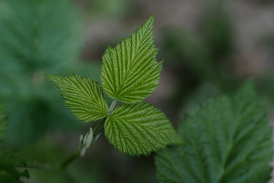 Background of plants with young juicy leaves.