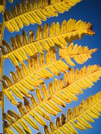 Yellow fern floats across the blue sky