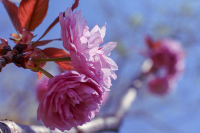 Close-up of pink cherry blossoms