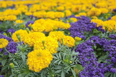 Close-up of yellow flowers