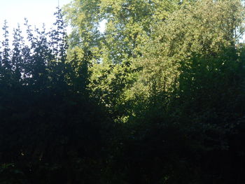 plant