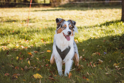 Portrait of an australian shepherd resting in the grass with a realistic smile and joy on her face