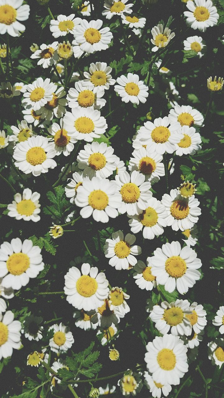 flower, freshness, petal, fragility, daisy, growth, white color, flower head, beauty in nature, high angle view, blooming, yellow, nature, plant, full frame, backgrounds, field, in bloom, leaf, abundance