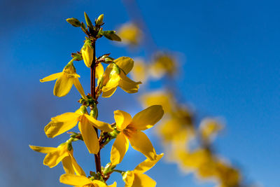 Close-up of yellow flowering plant against blue sky
