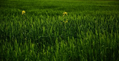 Yellow flowering plants on field