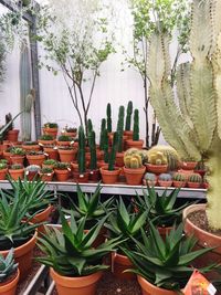 Potted plants on the wall